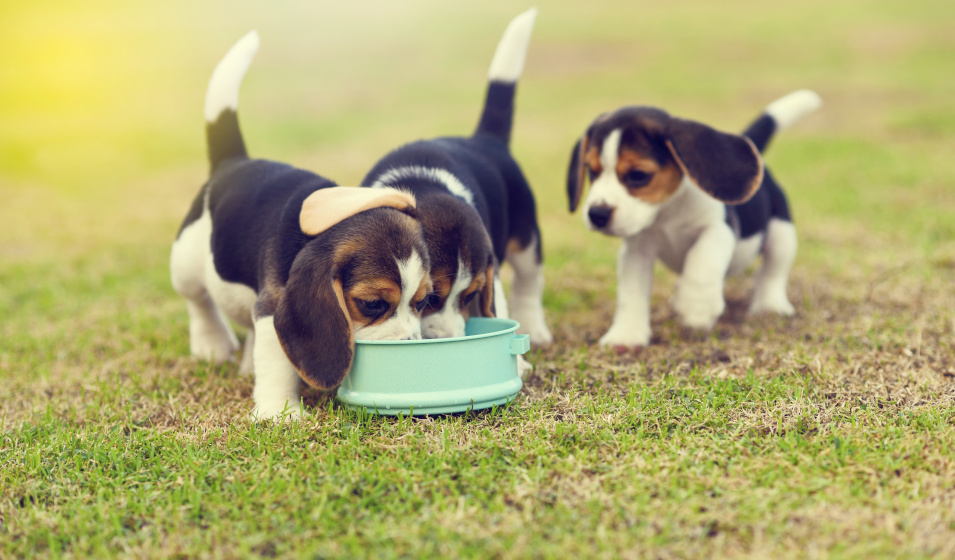 Trois chiots beagle pressés de manger dans leur gamelle