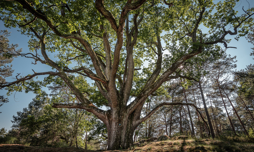 La forêt de Fontainebleau 