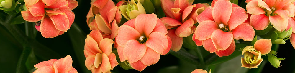 Kalanchoé