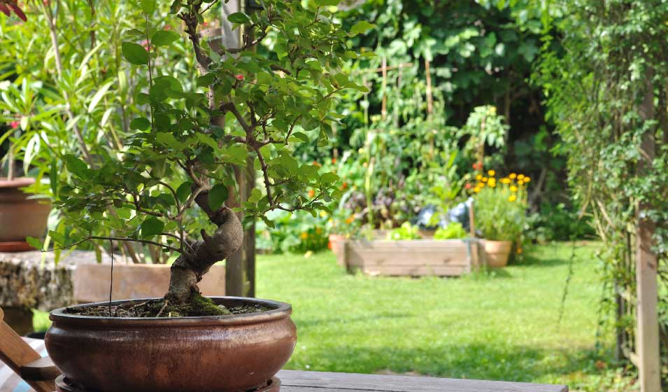 Bonsaï: plantes, entretien et conseils - Mon Jardin Ideal