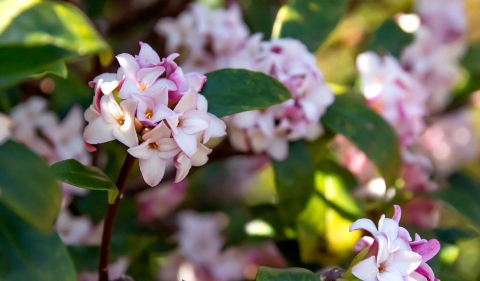 Les 20 arbres et arbustes en fleur en hiver Jardiland — free download