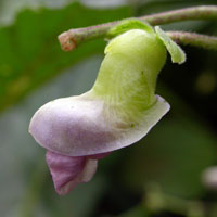 Fleur de Haricot
