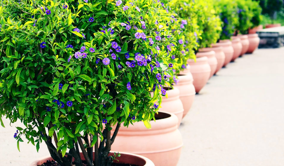 20 arbustes à cultiver en pot - Jardiland