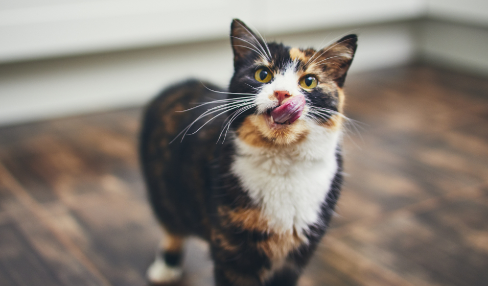 chat