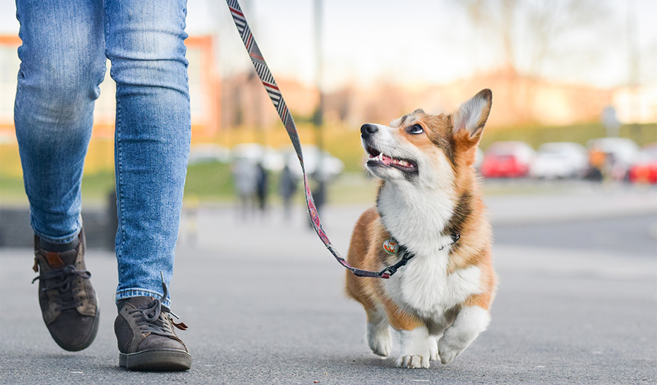 Prenez le temps de faire de grandes promenades avec lui, le plus souvent possible