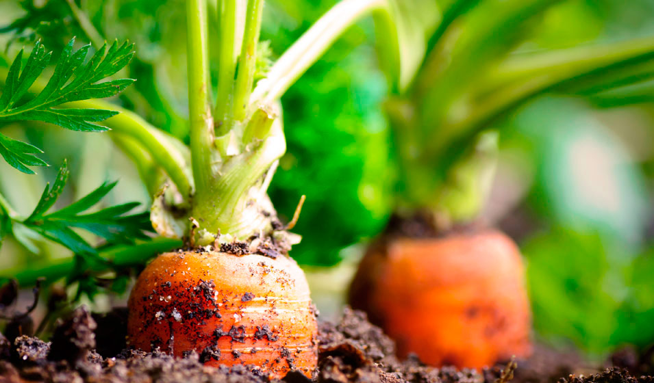 Légume racine à semer en automne au potager : la carotte