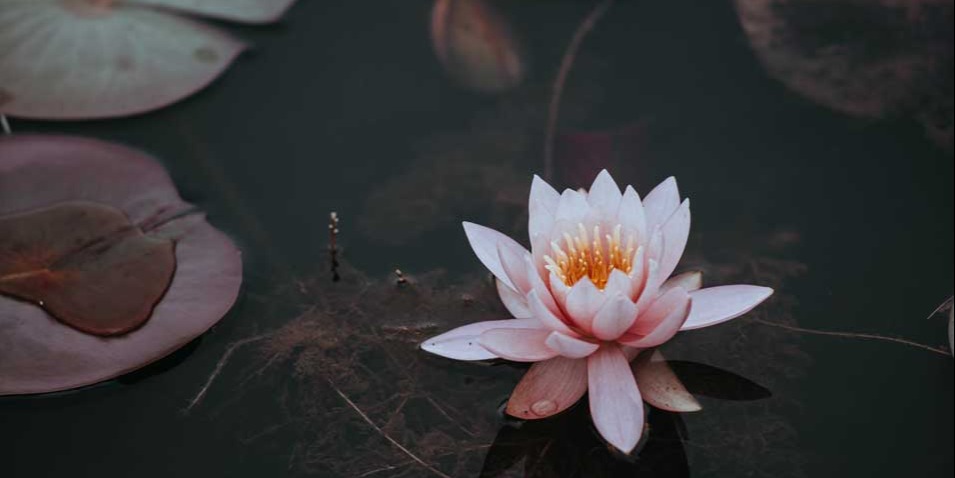 plantes flottantes