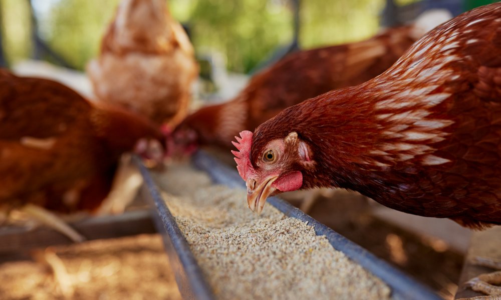 Une mangeoire linéaire, idéale pour 2 à 6 poules