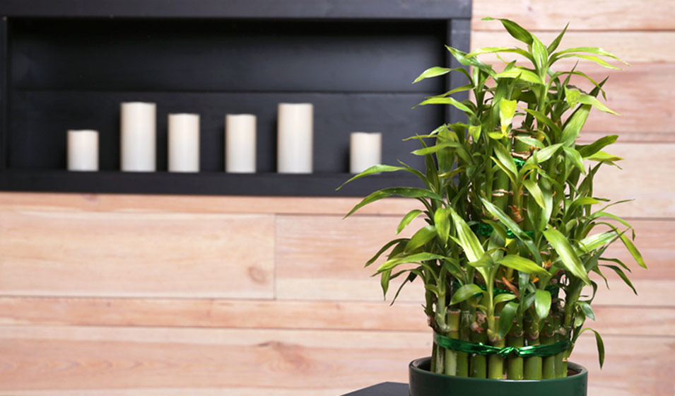Lucky bambou : planter et entretenir – PagesJaunes
