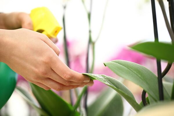 7 raisons de rempoter les orchidées dans la pomice