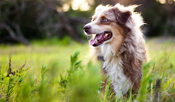 dangers-chien-printemps