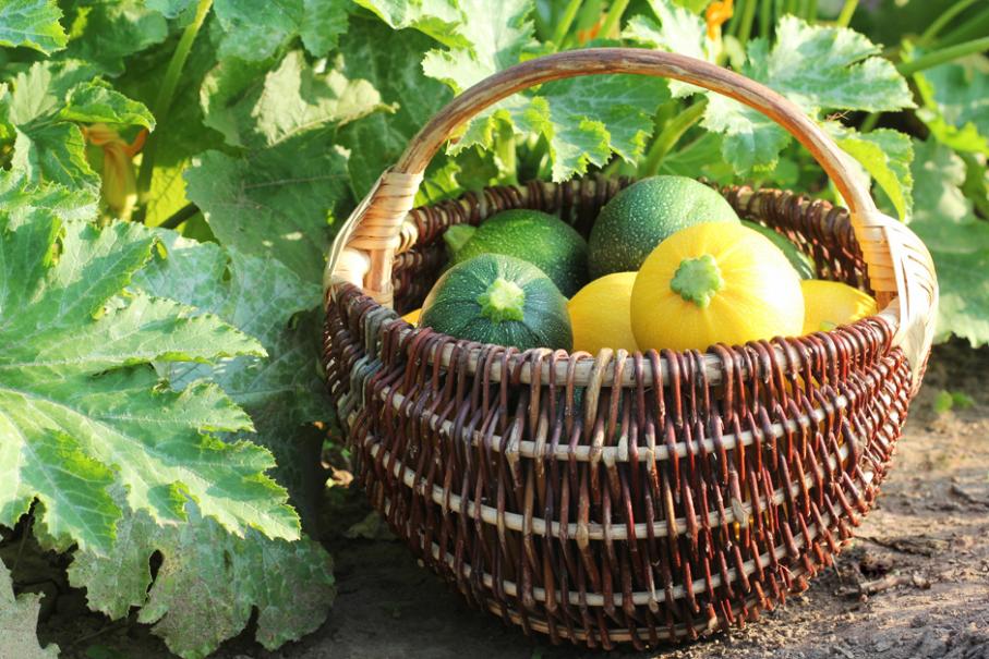 Courgette Légumes, variétés, production, saisonnalité