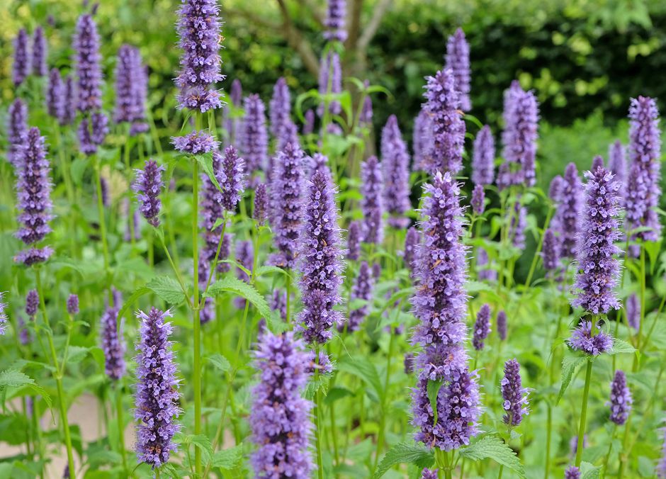 L’agastache, une vivance inratable, entre autres qualités