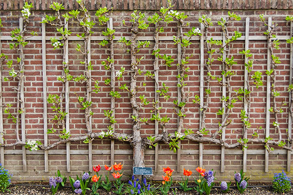 Un pommier taillé en espalier