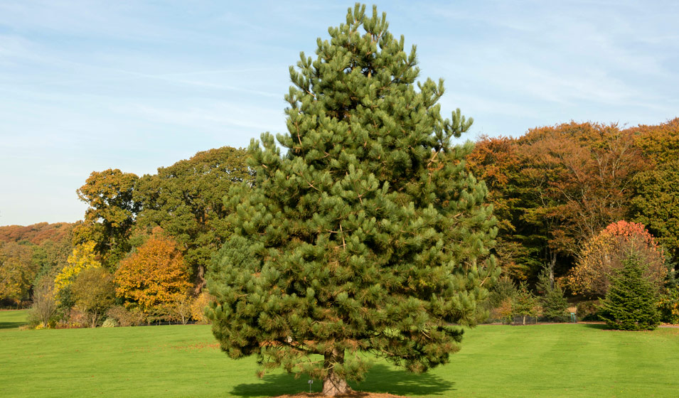 Pin noir d'Autriche (Pinus nigra austriaca)