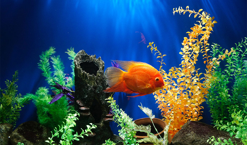 Tout savoir sur la filtration d'aquarium - le blog dédié à l'aquarium