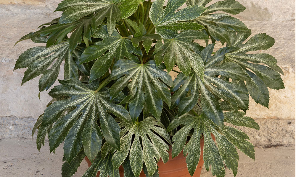 Fatsia vient du japonais fatsi (huit), évoquant les huit lobes de ses feuilles