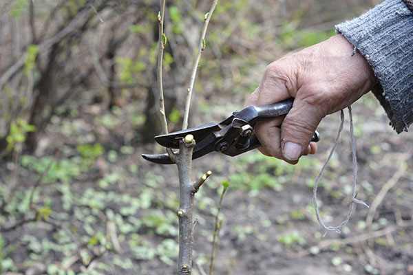 Un pommier taillé en fuseau