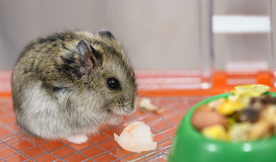 Quelle nourriture donner à un hamster ? - JMT Alimentation Animale