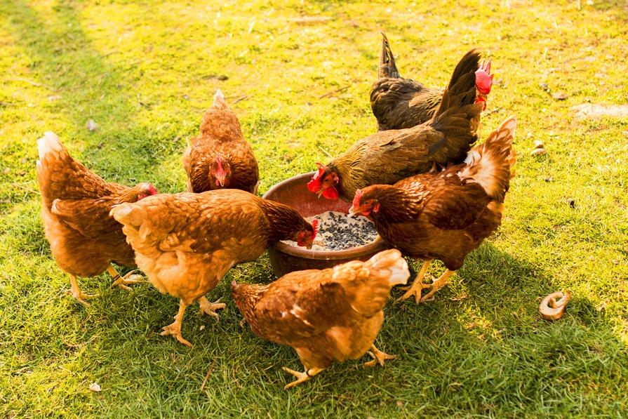 Quelles sont les meilleures graines pour les poules ? - Gamm vert