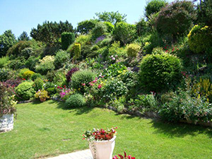 5 arbustes couvre-sols pour aménager un talus - Blog Promesse de fleurs