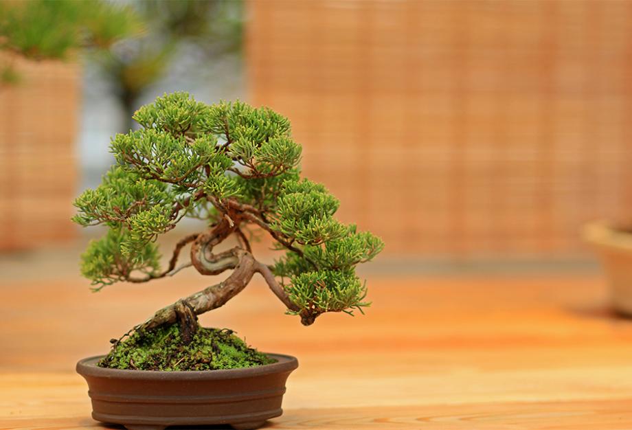 Comment faire son 1er bonsaï : quelle sorte d'arbre ou de plante