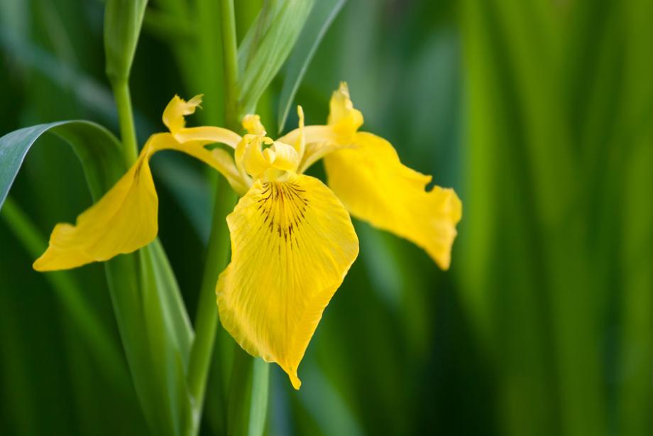 Iris des garrigues à fleur blanche - Iris lutescens 'Blanc