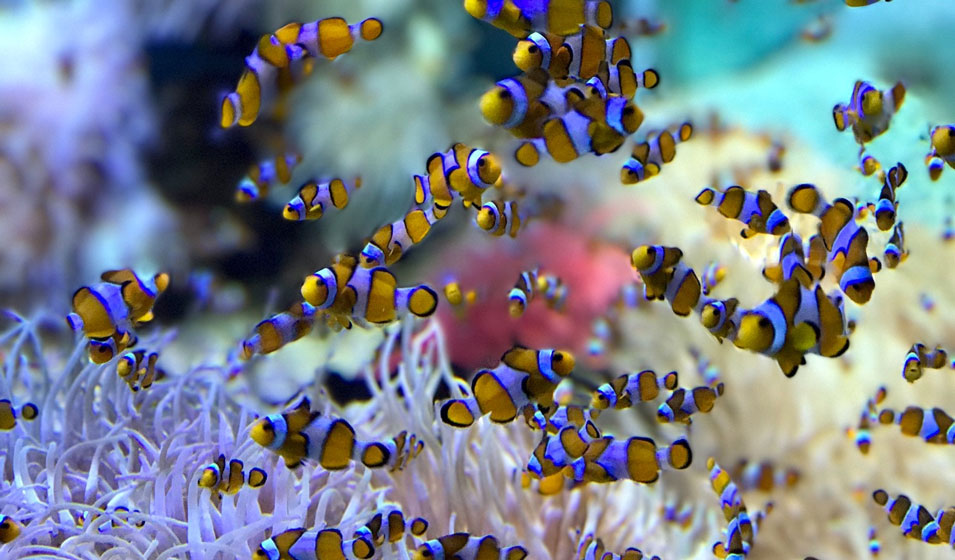 Poissons et aquarium