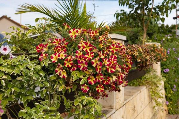 Comment crer une jardinire de plantes mditerranennes ? - Gamm vert