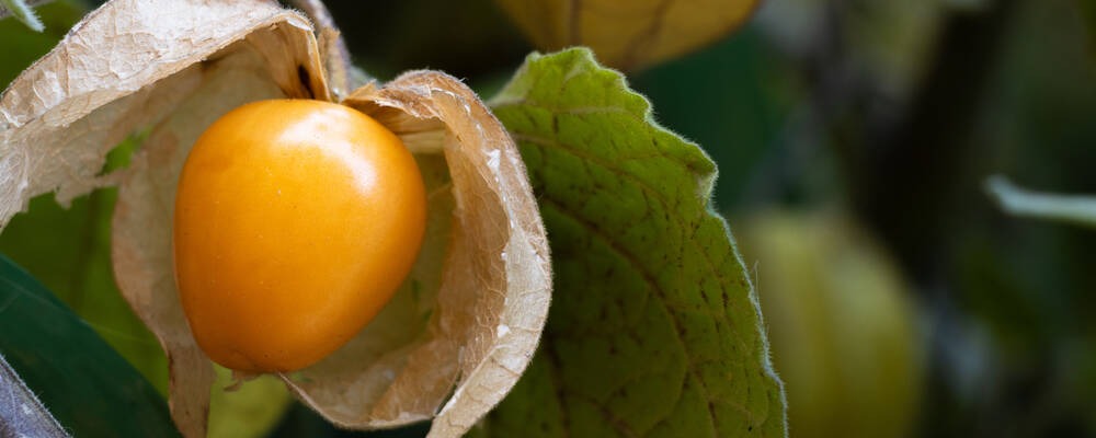Le fruit du coqueret du Pérou, une petite bille orange dont la saveur rappelle à la fois l'ananas, la manque et la tomate cerise 