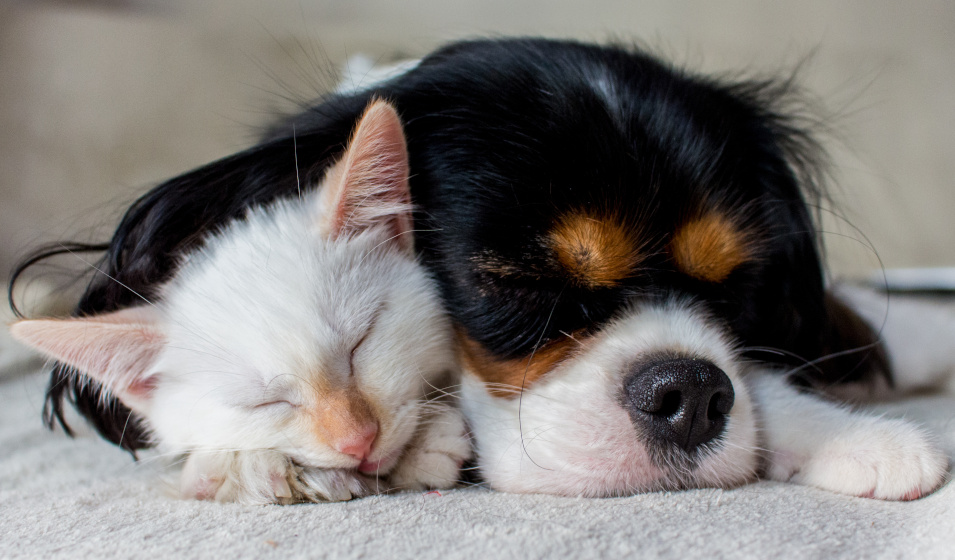 Un chien cavalier king charles dort tout contre son ami chat blanc