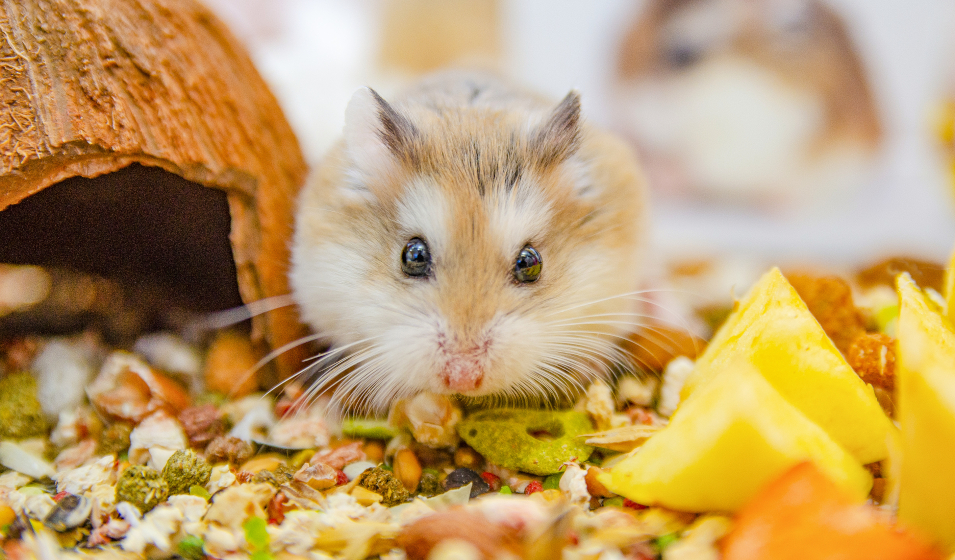 Un cochon d'Inde et un hamster ensemble, une bonne idée ? - Jardiland
