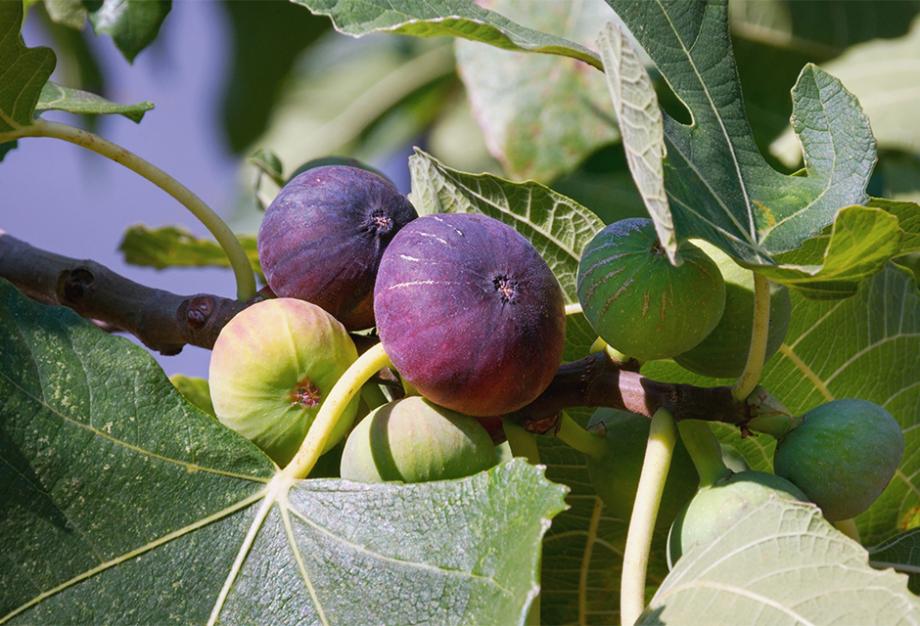 Figues