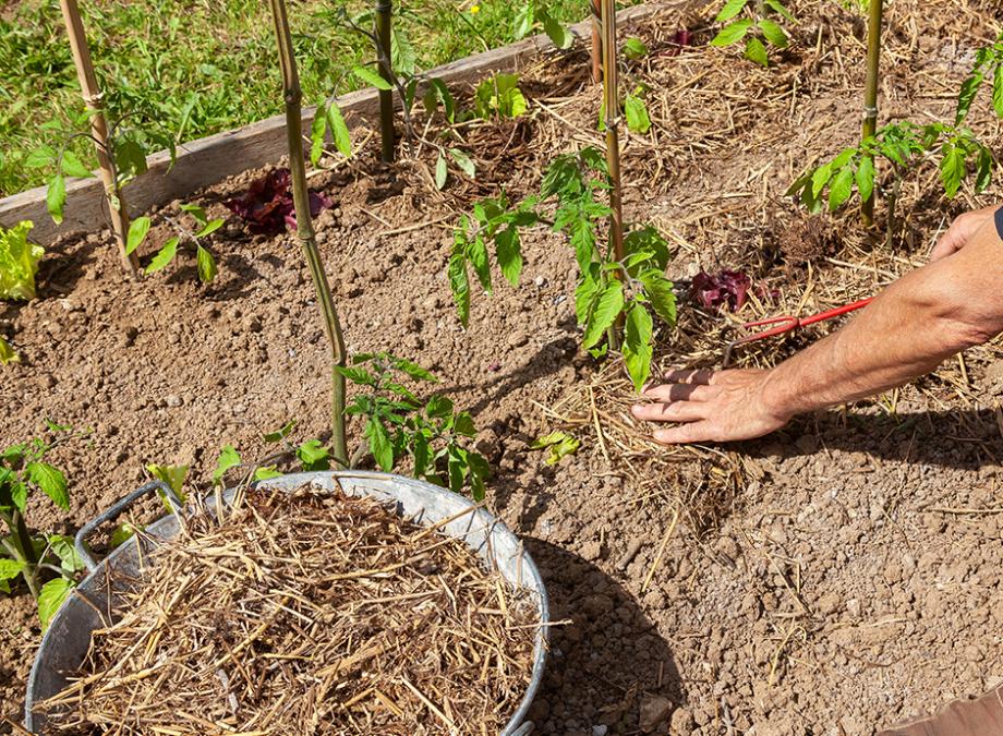 Pailler les tomates
