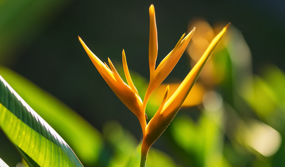 Oiseau du paradis culture, entretien et floraison Jardiland