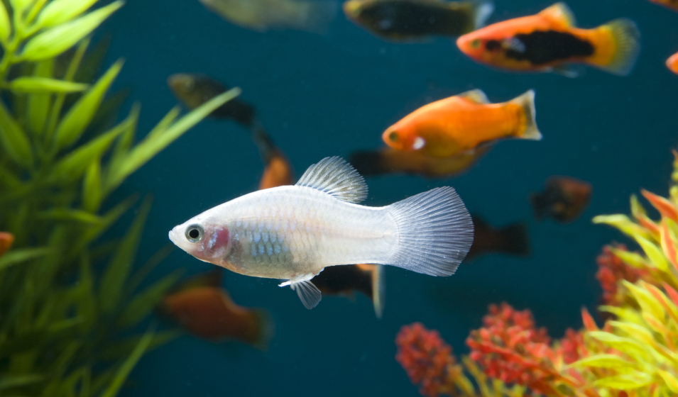 8 règles d'or à respecter pour bien nourrir ses poissons