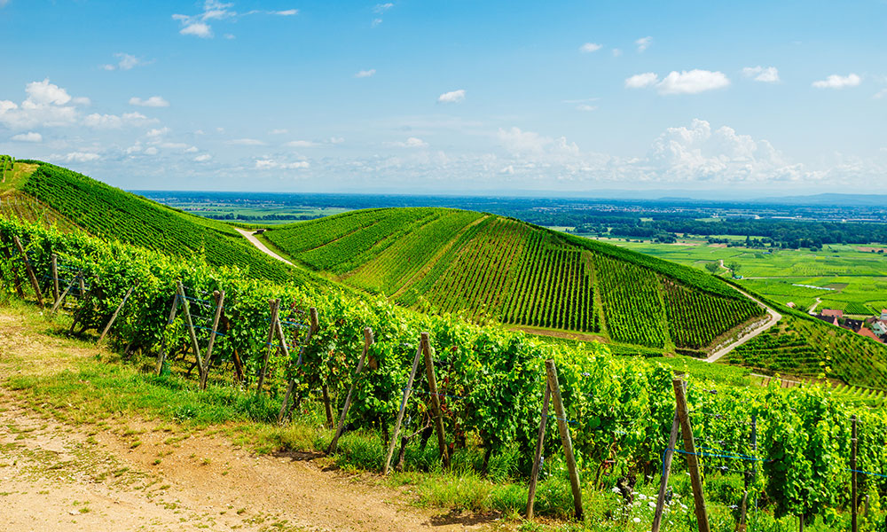 Le vignoble alsacien