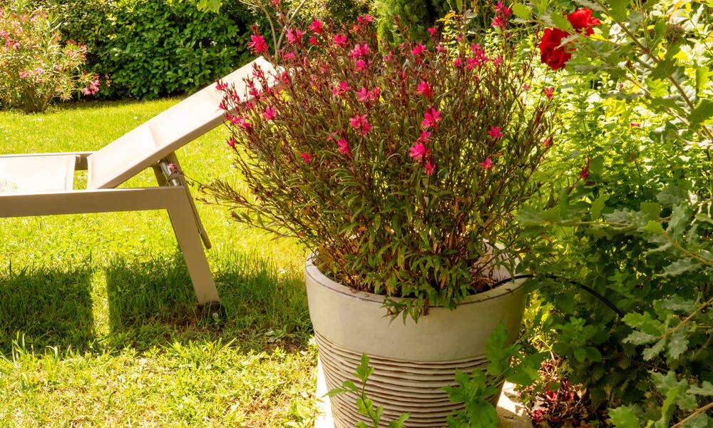 Un gaura en pot