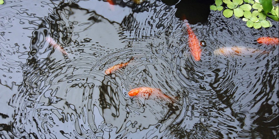 Intégrer des poissons au bassin