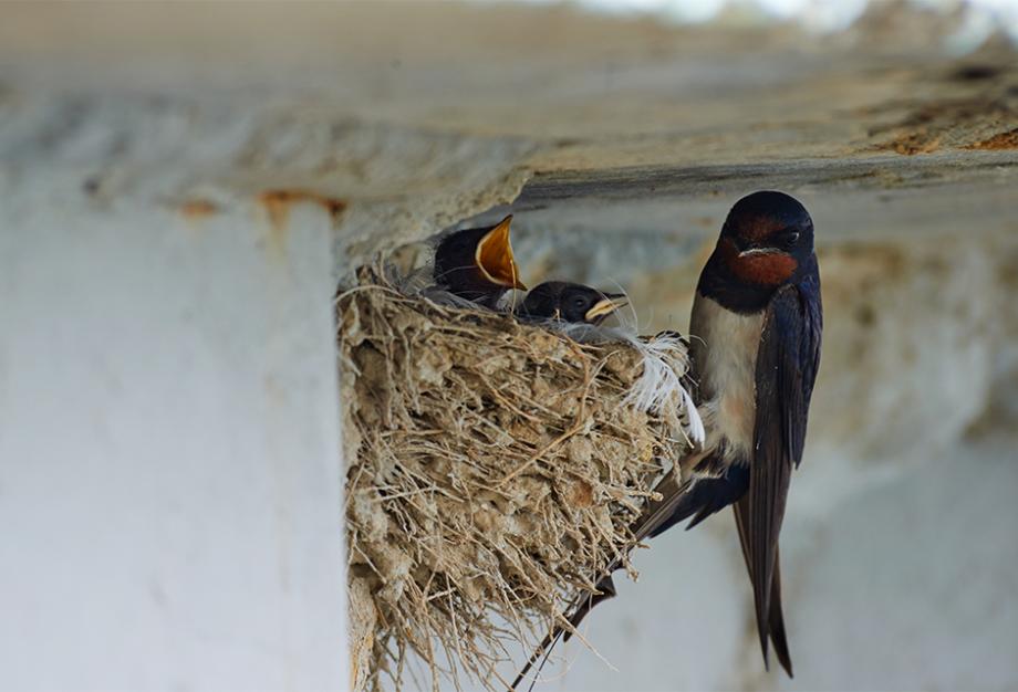 Fabriquez un nichoir pour les oiseaux du jardin - DIY maison à mésange 