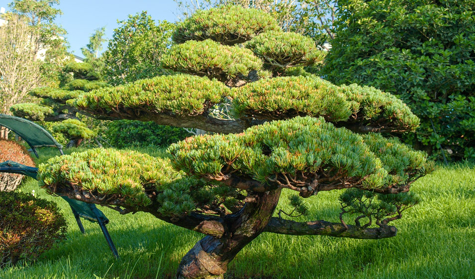 L'art de la taille avec les pins sculptés selon les principes Niwaki