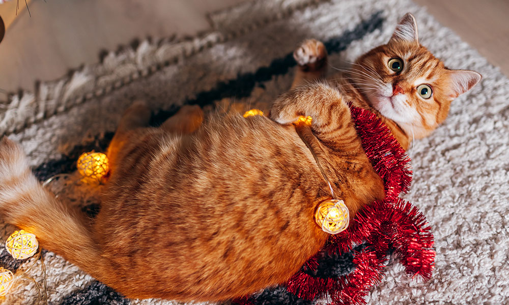 7 astuces pour tenir son chat à distance du sapin de Noël
