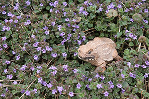 Le crapaud est aussi un très bon anti-limaces naturel