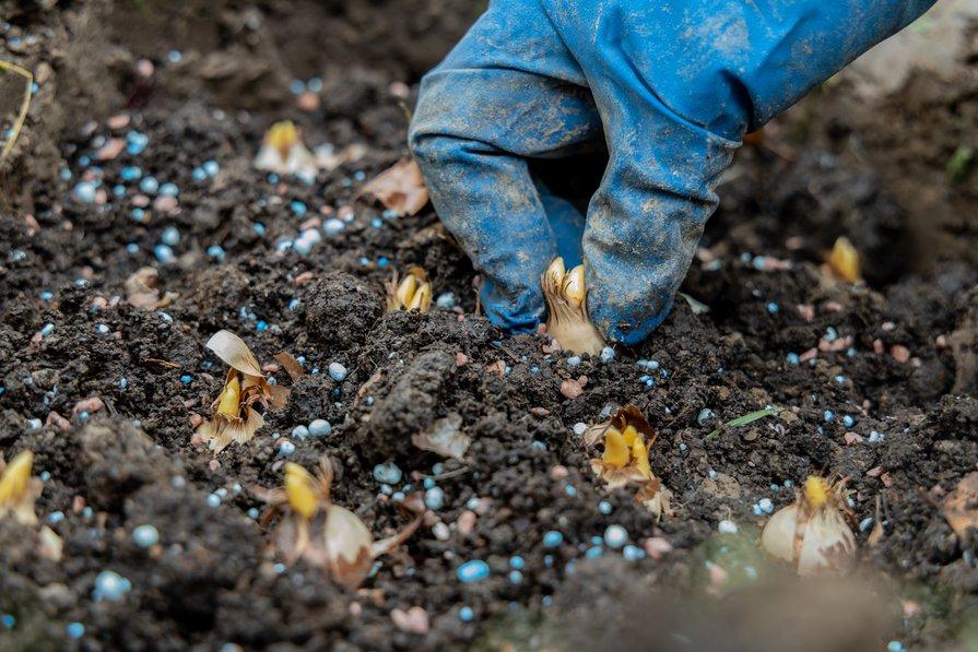 Les bulbes de printemps se plantent en automne
