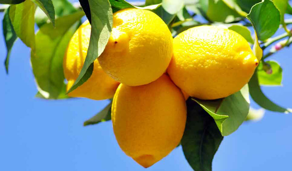 Surfacer oranger et citronnier au printemps