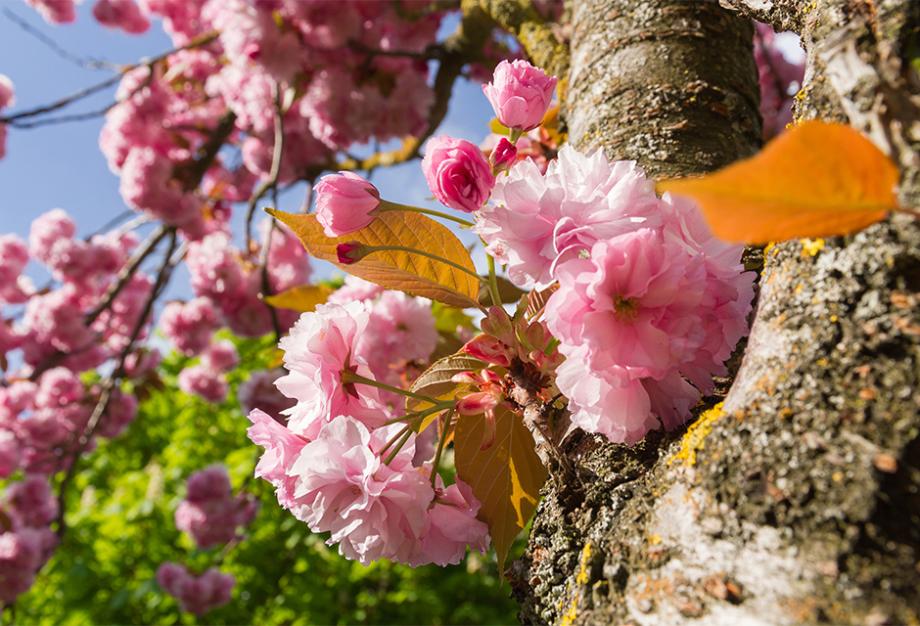 Cerisier pleureur : espèces, variétés, conseils de culture