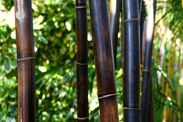 Phyllostachys nigra, une espèce de bambou à canne noire