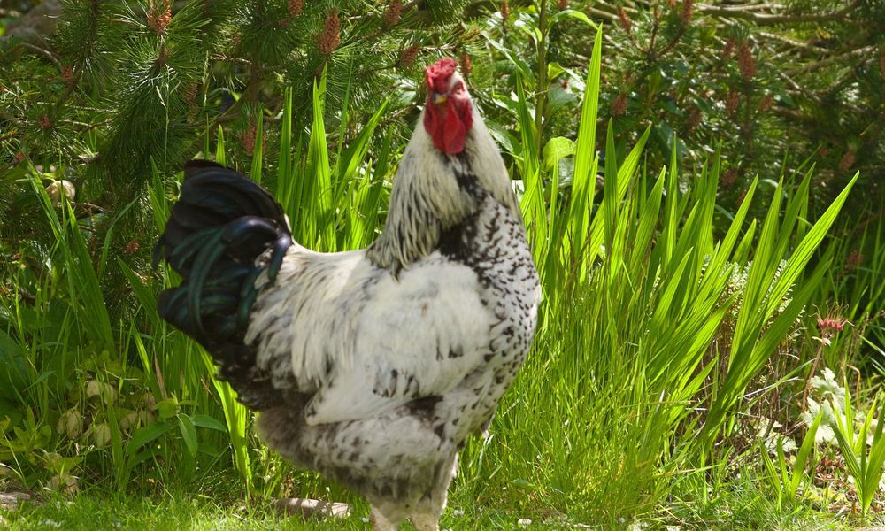 Une végétation variée avec des arbres : l’idéal pour les poules