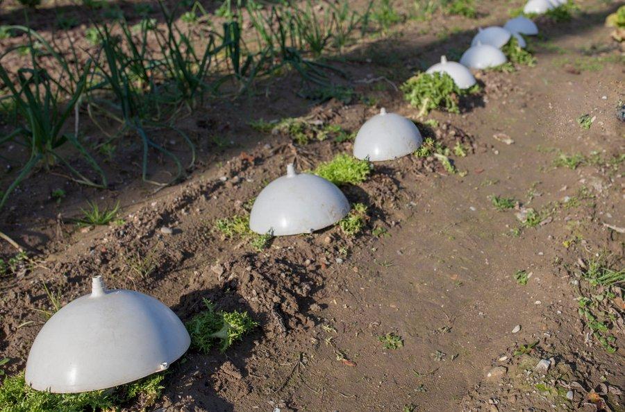 Quand faut-il couvrir les scaroles d'hiver ?