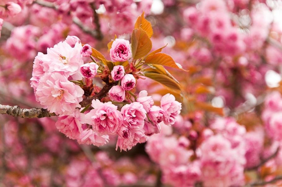 10 superbes arbustes pour fêter le printemps - Gamm vert